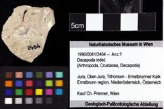 Foto (Objket + Etiketten) von Decapoda indet. 